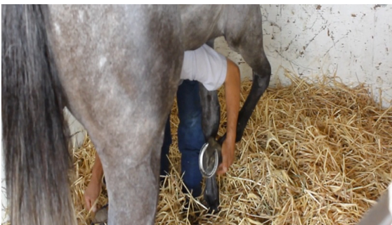 Groom, mostly obscured by a large gray horse, bent over holding the animal's right front hoof.