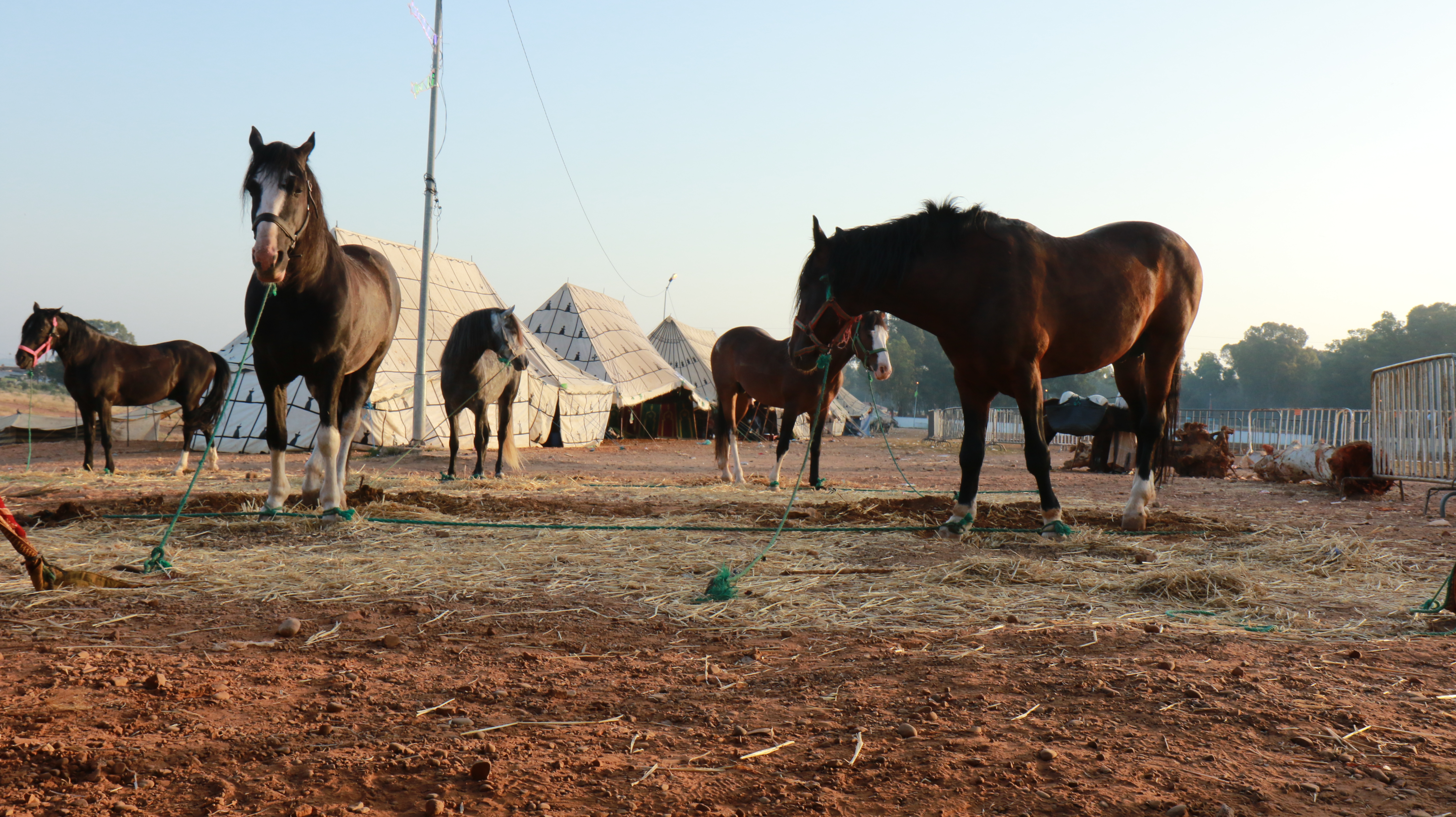 Horses graze in an arid field. A row of tents line the background.