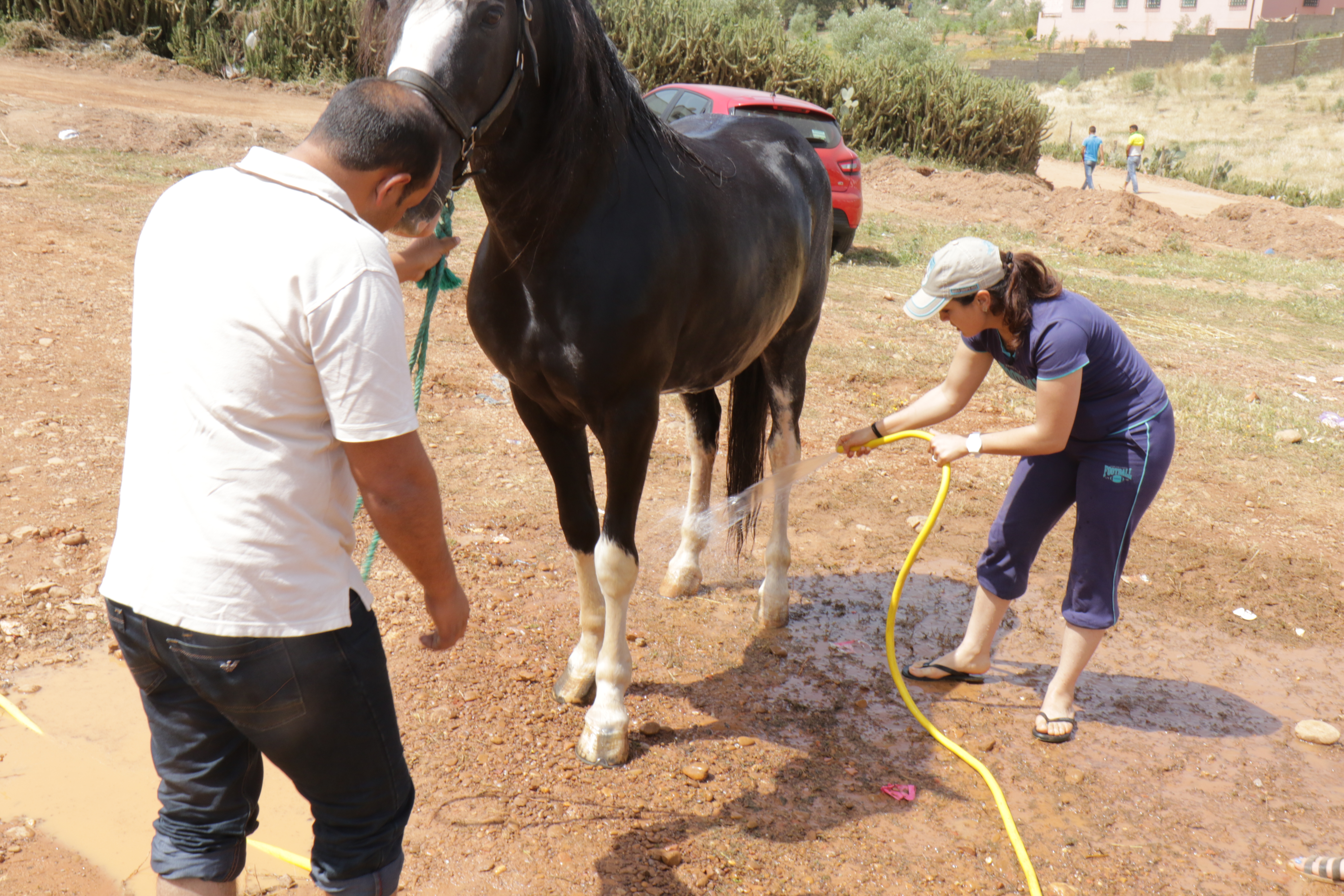 A man holds the reins of the horse while Amal, in jeans and a t-shirt, points a hose at the horse's stomach.