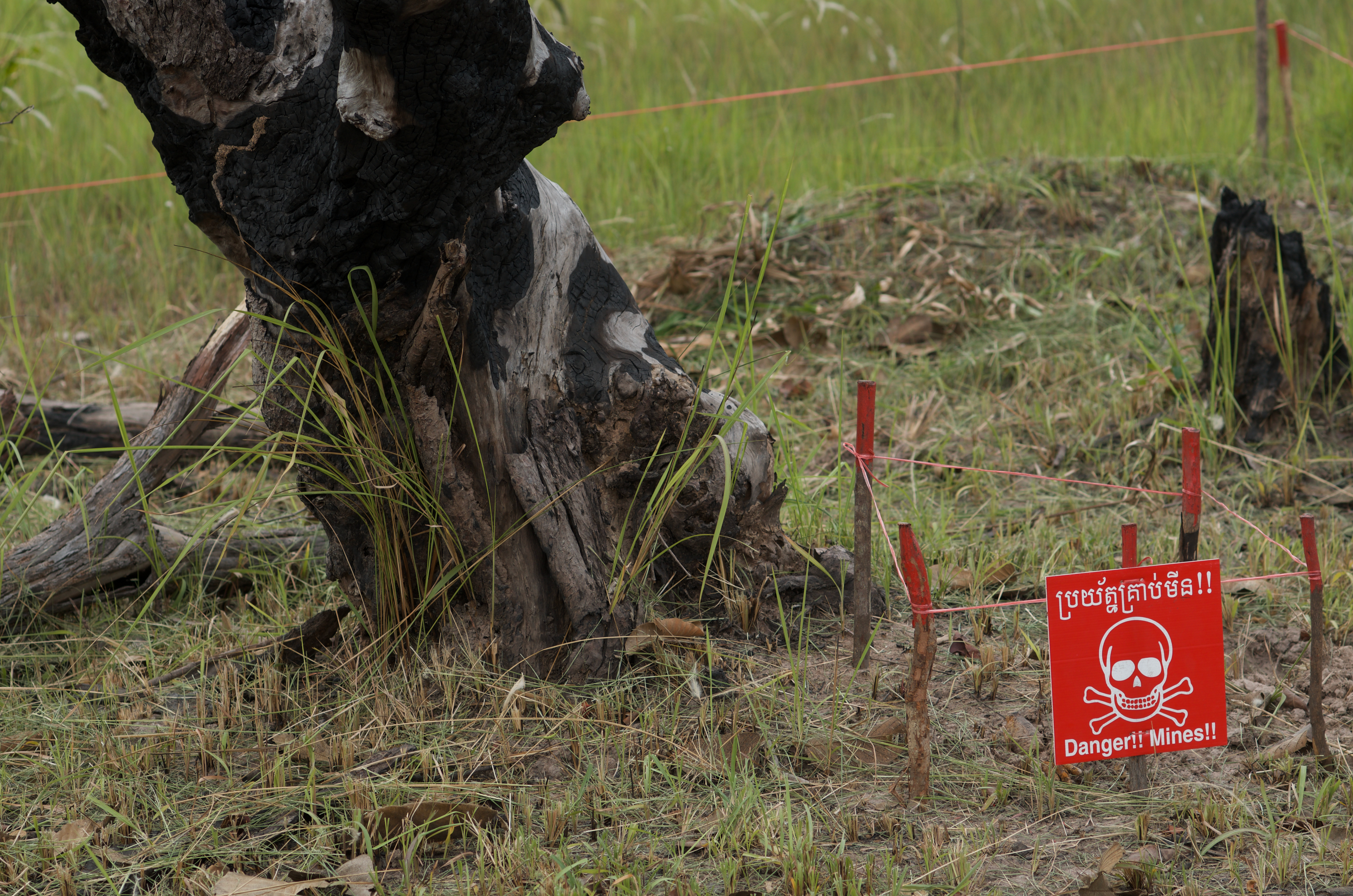 A photograph of a green field with a tree trunk growing out of it. In front of the tree, there is a red sign with a drawing of skull and crossbones and text reading "Danger!! Mines!!"