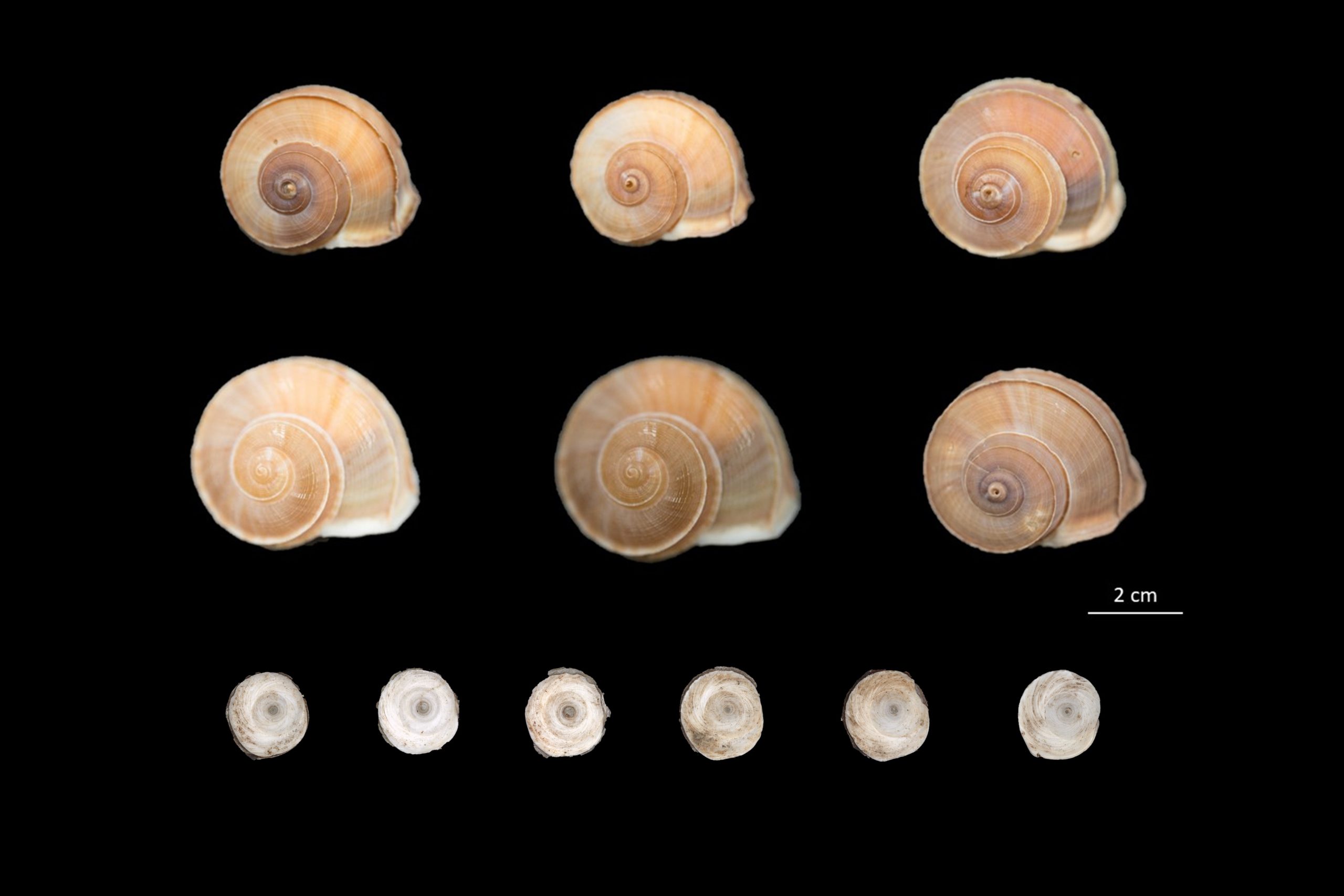 Photograph illustrating terrestrial snails with spiral shells in a light to dark brown color and small cream opercula samples. 