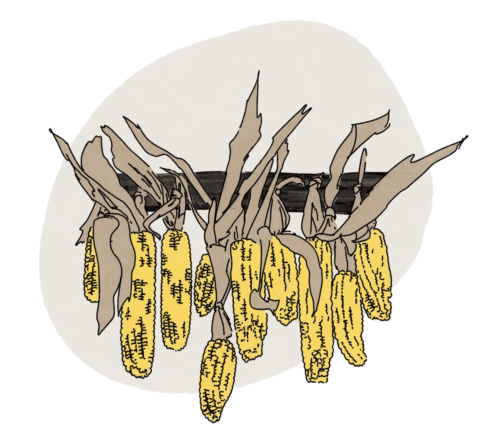 Illustration of corn