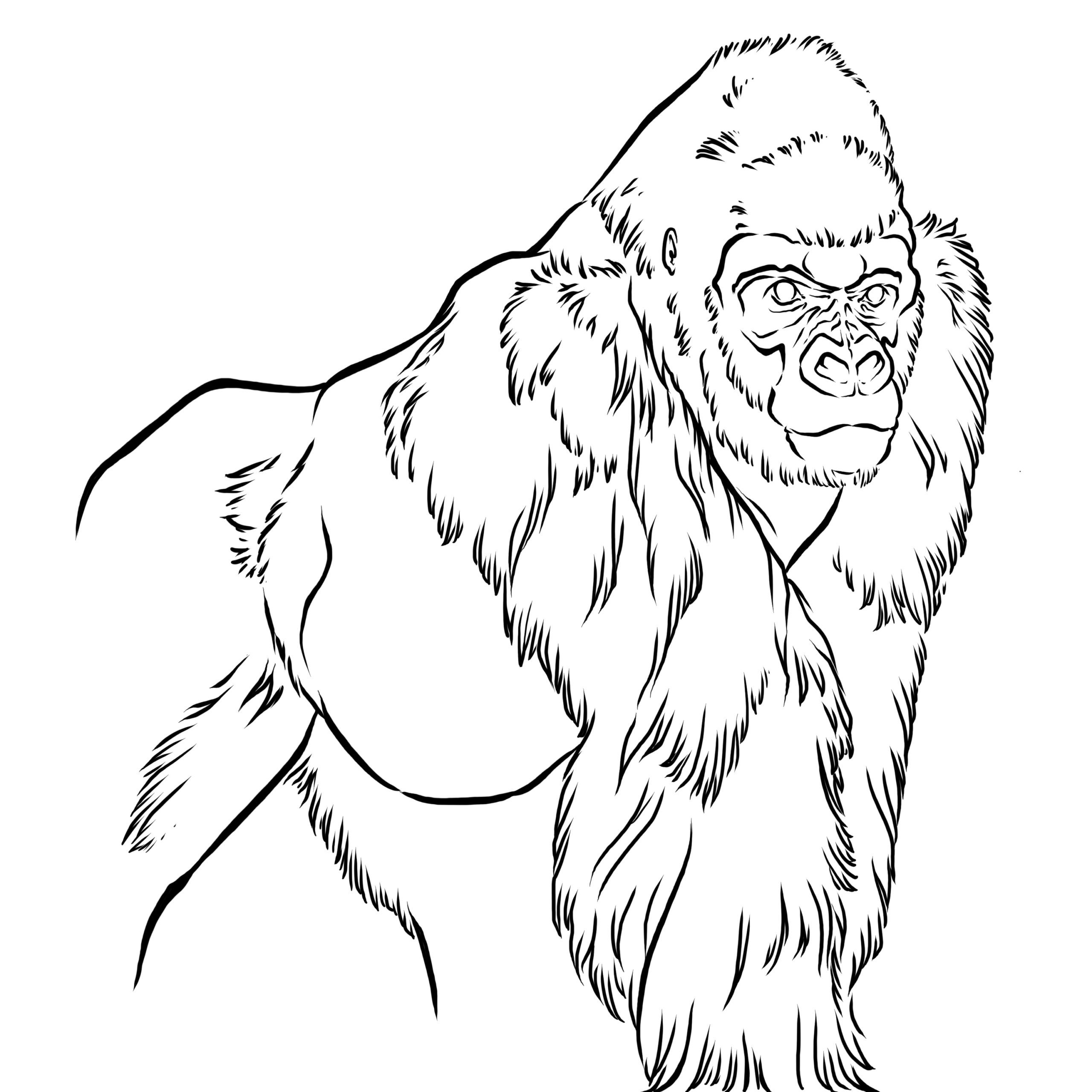 Black and white line drawing of a gorilla