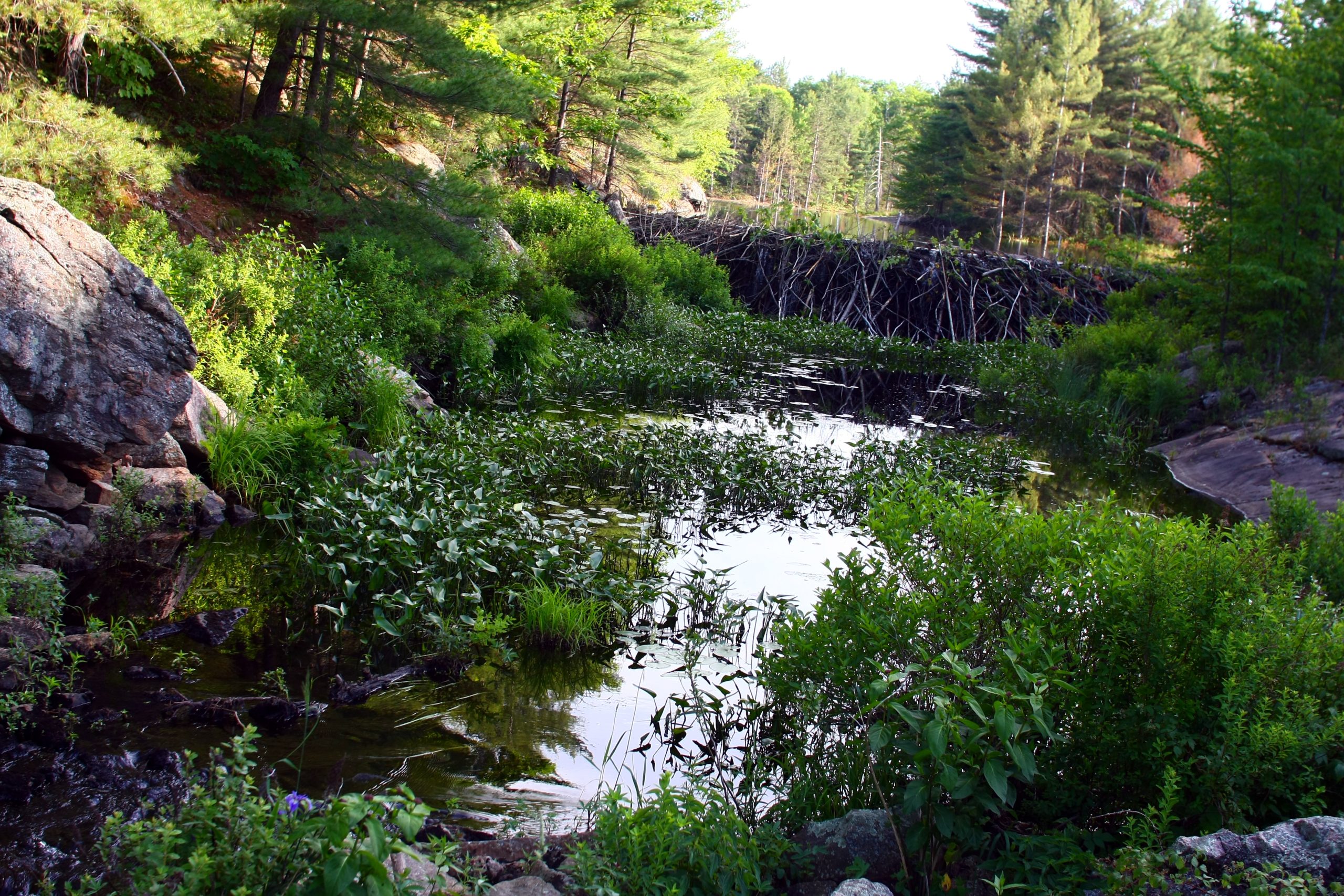Photograph of a green and rocky forest in Canada, showing a beaver dam almost 2.5m high