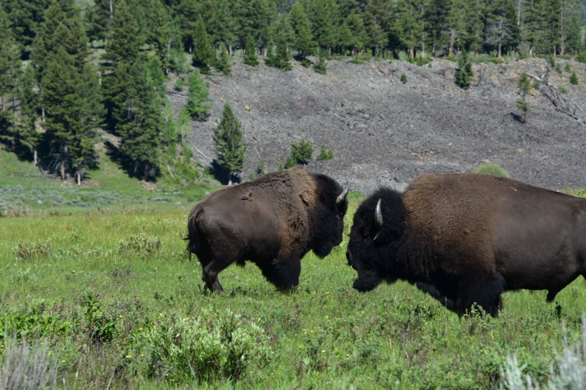 Photograph of two bison
