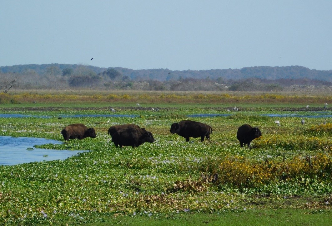 Photograph of five bison in a swampy field