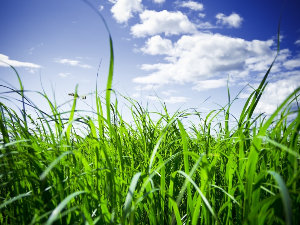 Image of green grass and sky